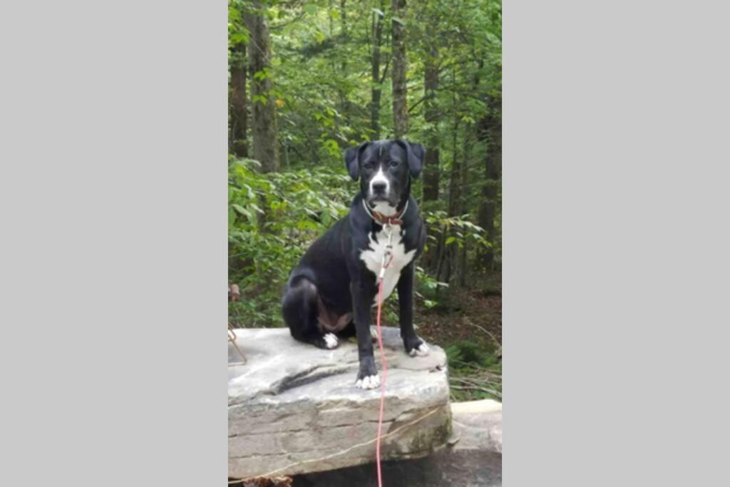 Roscoe Cottage Pet Friendly Экстерьер фото